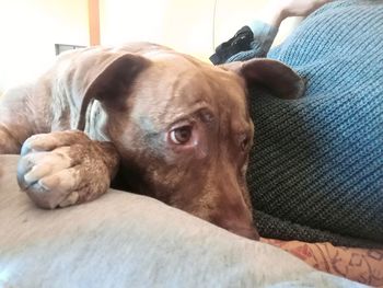 Close-up of dog relaxing on bed at home