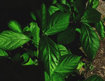 Close-up of green leaf on black background