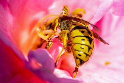 Close-up of a bee on pink flower