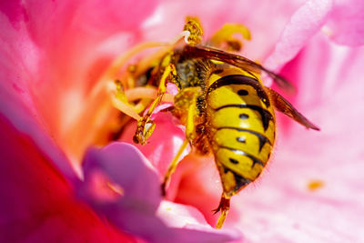 Close-up of insect on pink flower