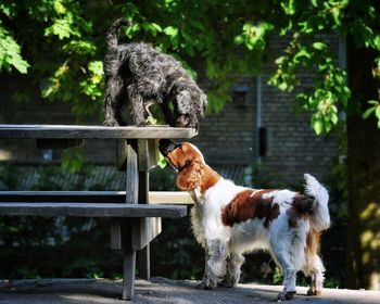 Dogs in park