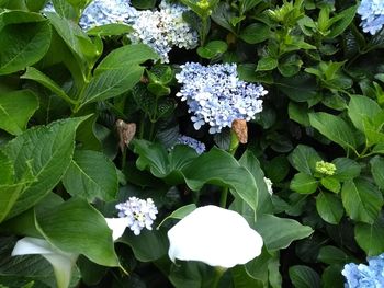 Close-up of hydrangea blooming outdoors