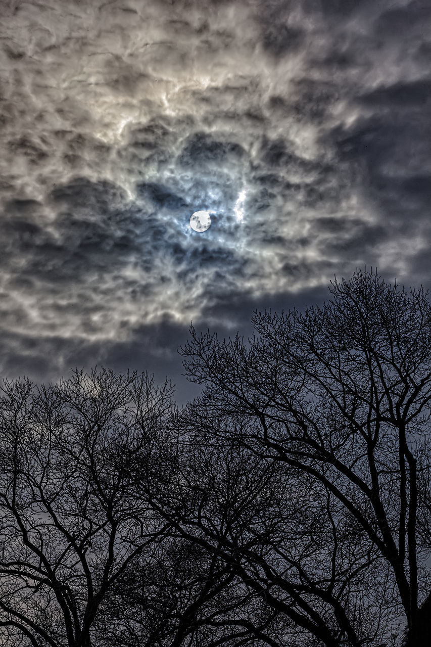 LOW ANGLE VIEW OF SILHOUETTE BARE TREES AGAINST SKY