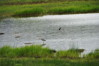 Birds flying over lake