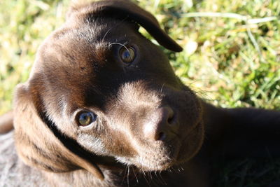 Close-up portrait of dog