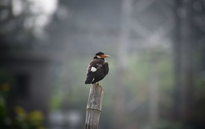 Close-up of bird perching on wooden post