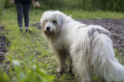 The dog walks in nature. white shaggy terrier. the pet is happy on the street. walking the dog.