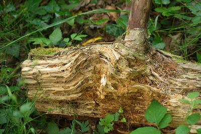 Close-up of lizard on tree trunk in forest