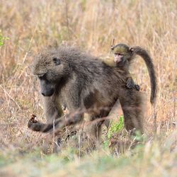 Baboon on field