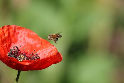 Close-up of bee pollinating on red flower