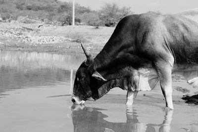 View of horse drinking water