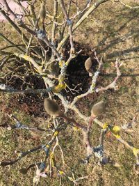 High angle view of dead plants on land