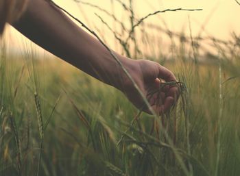 Close-up of hand on grass in field