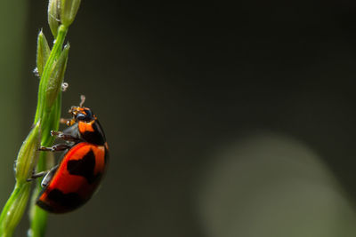 Close-up of ladybug on plant