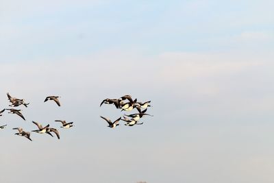 Low angle view of birds flying against sky