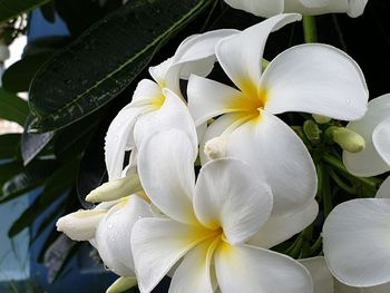 Close-up of white flowering plant