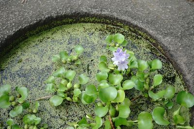 Close-up high angle view of flowers