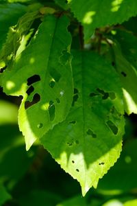 Close-up of water drops on leaves