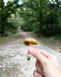 Close-up of hand holding mushroom