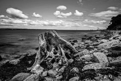 Driftwood on beach against sky