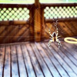 Close-up of spider on web