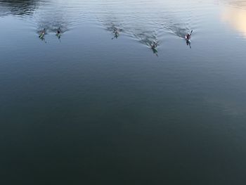 Reflection of trees in water