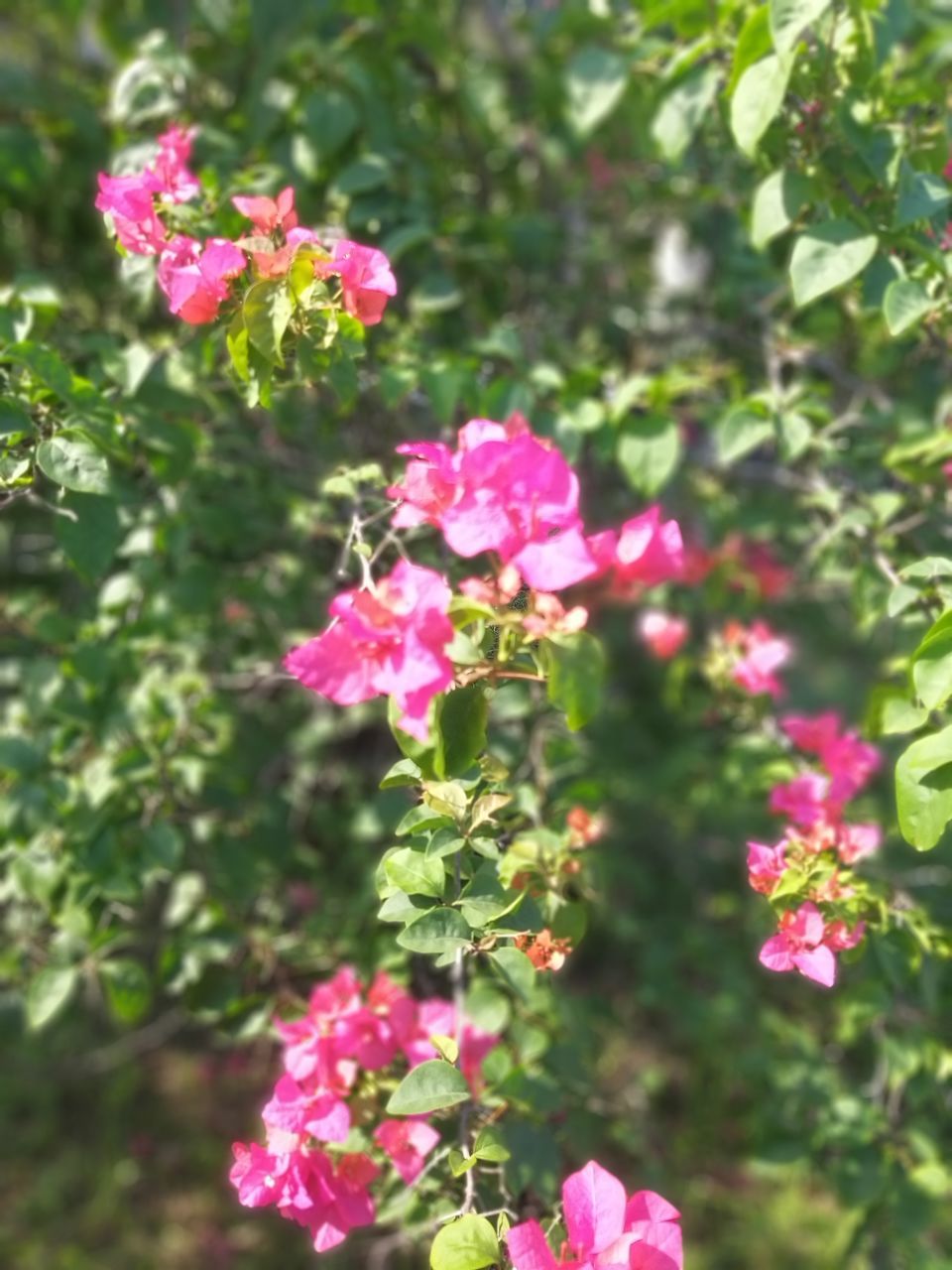 plant, pink, flower, flowering plant, beauty in nature, freshness, nature, plant part, leaf, growth, tree, close-up, no people, fragility, day, outdoors, sunlight, flower head, inflorescence, petal, botany, rose, blossom, summer, springtime, shrub, focus on foreground, green, multi colored, branch