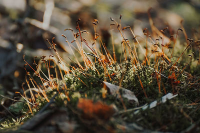 Close-up of dry moss on field