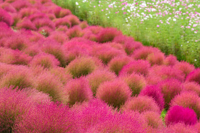 Pink flowering plants on field