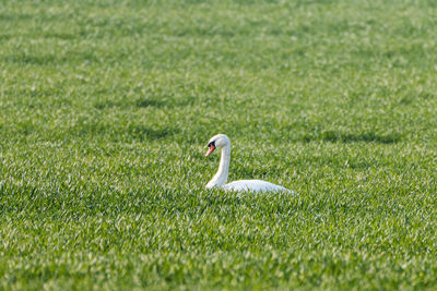 Side view of swan on grass