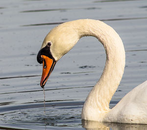 Close-up of duck swimming on lake