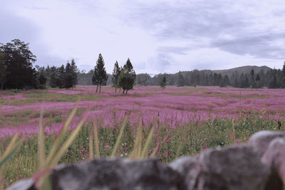 Scenic view of field against sky