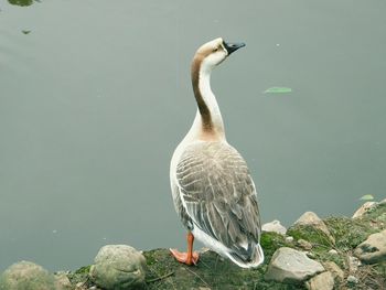 Rear view of a bird against water