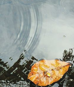 Close-up of autumn leaf floating on water