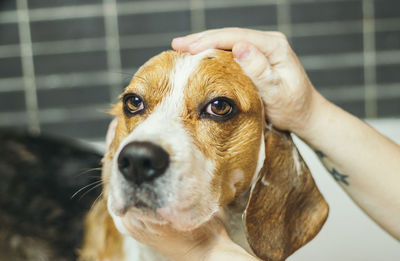 Close-up of woman hand washing dog in bathroom