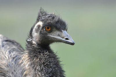 Close-up of a young bird