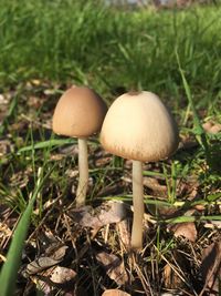 Close-up of mushroom growing on field