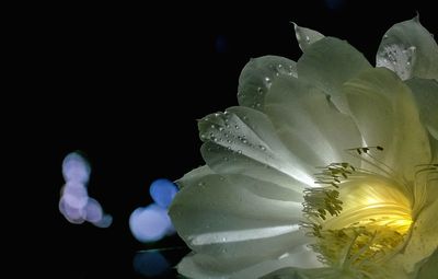 Close-up of water drops on flowers against black background