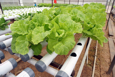 High angle view of vegetables on plant