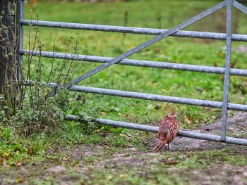 Lizard on a fence