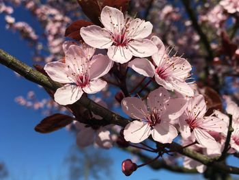 Close-up of fresh flowers on tree