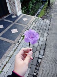 High angle view of purple flower on footpath