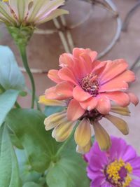 Close-up of flowers blooming outdoors