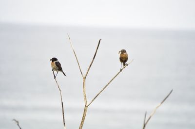 Close-up of bird perching on shore against sky