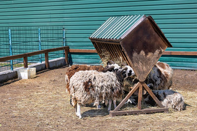 A flock of shaggy sheep grazes hay near a wooden manger.