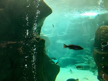 High angle view of fishes swimming in sea