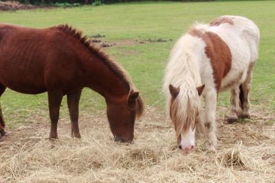 Horses grazing on field