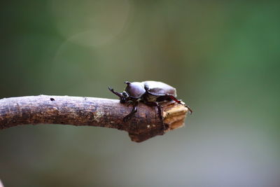 Close-up of insect on leaf