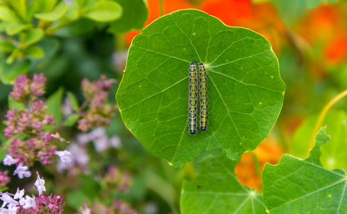 Close-up of insect on leaf