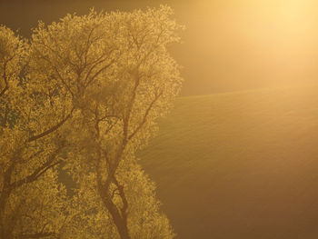 View of tree on landscape against sky